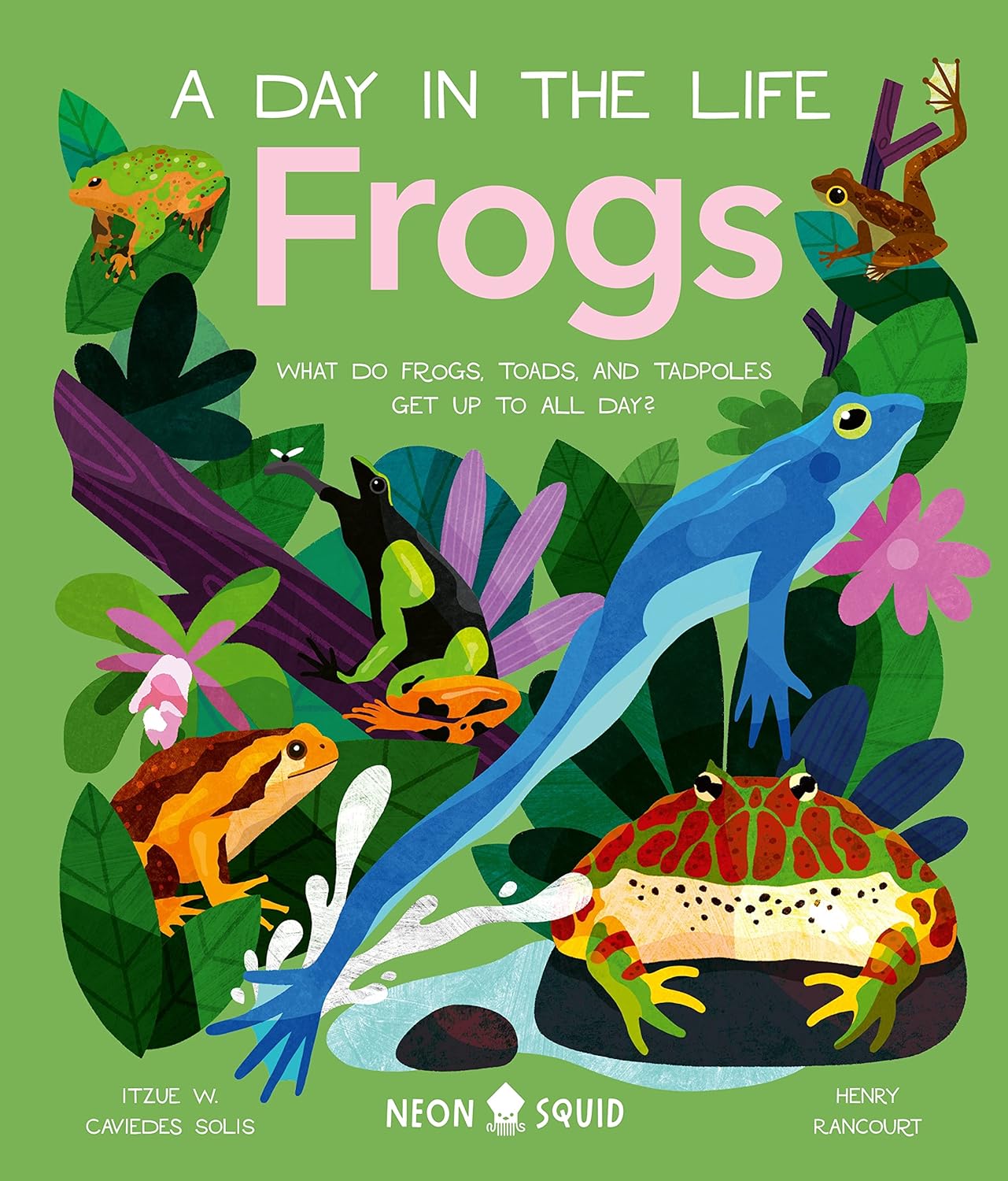 Image of "A Day in the Life: Frogs"