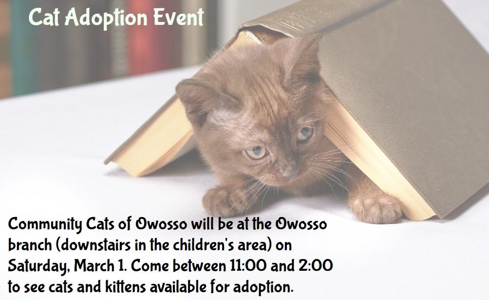 kitten under a tented book